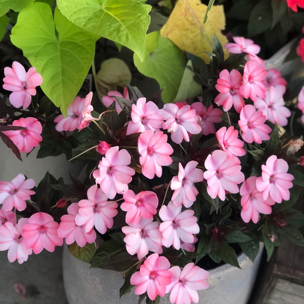 Meet your Posher, Faith